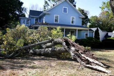 Why are so many trees falling during storms?