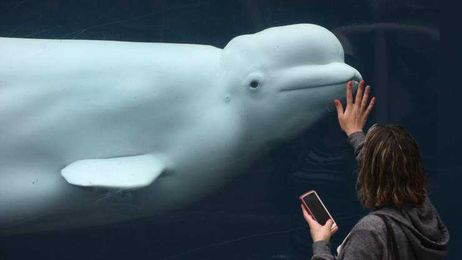 Can A Whale Use A Phone