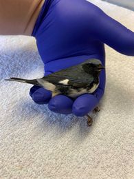 Migratory season for birds brings dangers of window collisions