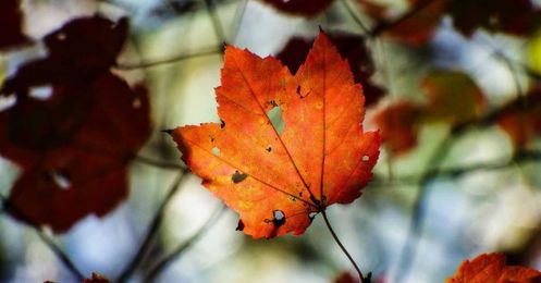 Quiz: Which North Carolina Tree Are You? 