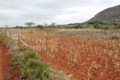 Kasaine Fences; A Solution to Human-Wildlife Conflict?