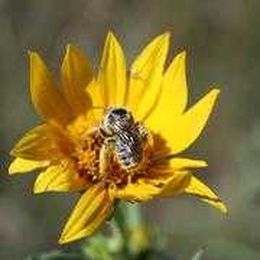 Do bees feed on both nectar and pollen?