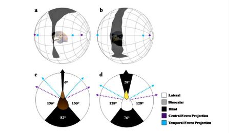 Exploring Eagle Hearing & Vision Capabilities To Reduce Risk At Wind Farms
