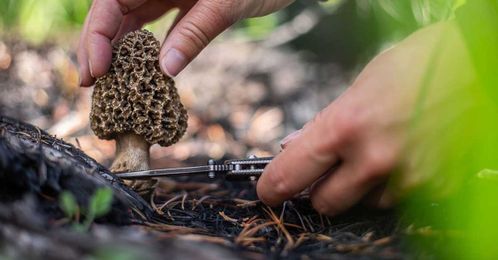 USDA Develops Test Strips to Identify Poisonous Mushrooms Before You Eat One