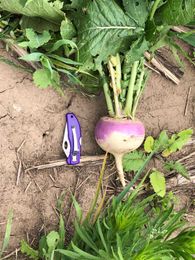 CAMPBELL: Updated cover crop selection tool available