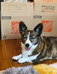 What to Do When Moving with Your Dog