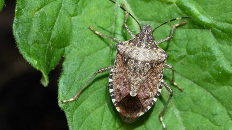 Why stink bugs are invading our homes and how to get rid of them