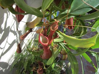 Keeping your backyard trees healthy with these tips to help them grow