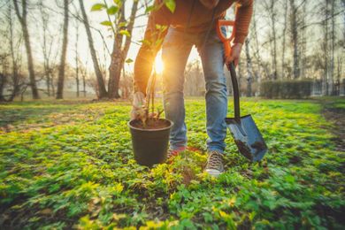 Now is the time to plant these trees, bulbs and shrubs in your garden