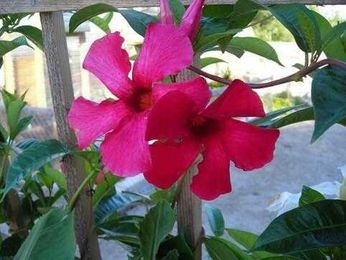 Tropical plants can overwinter indoors