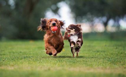 Does the Pet Agreement Pertain to Outside Pets?