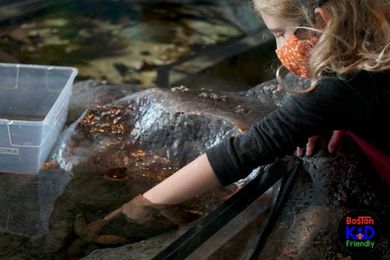 How to make the most of the Seacoast Science center for ocean learning fun!