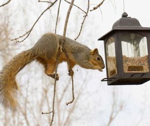 Keeping Squirrels Out of Your Bird Feeders