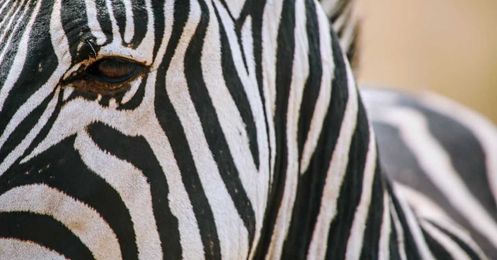 How a zebra's stripes put bloodthirsty flies into a tailspin