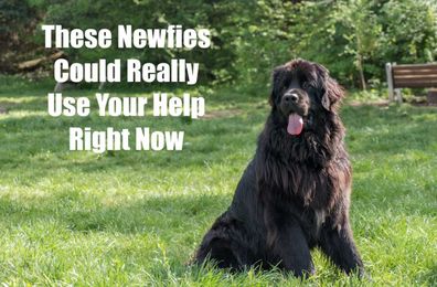 These Newfies Could Really Use Your Help Right Now