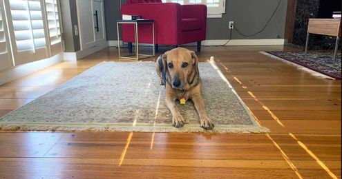 Your next Zoom call may be with a dog looking for a home