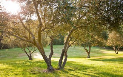 Do You Know Your State Tree?