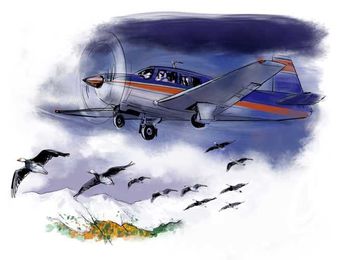 Lessons Learned: A Really Wild Goose Chase