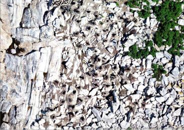 Researchers develop AI to count, identify birds in aerial photos