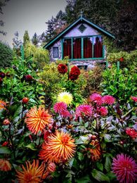 Want more flowers on dahlia plantings? Ask an expert