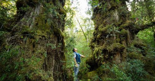 6 Ways Trees Benefit All of Us