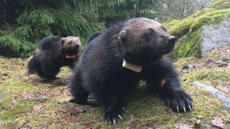 How the same tech in your Nintendo Wii is tracking wild and wily wolverines