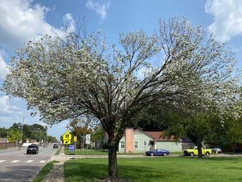 Ask an Arborist: Why are my pear trees blooming in the fall?