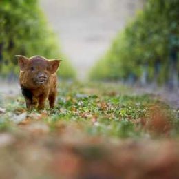   Top 10 animals used as vineyard helpers