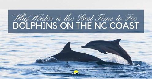 Why Winter is the Best Time to See Dolphins on the NC Coast