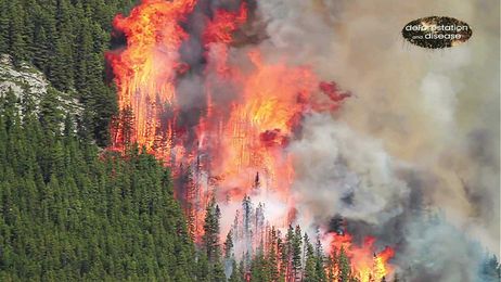 Deforestation and Disease: How can we fix it?