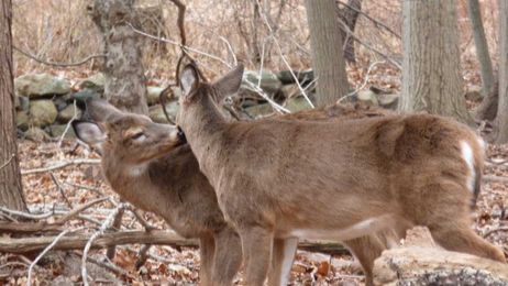 Hunters can help curb deer diseases by evolving with times
