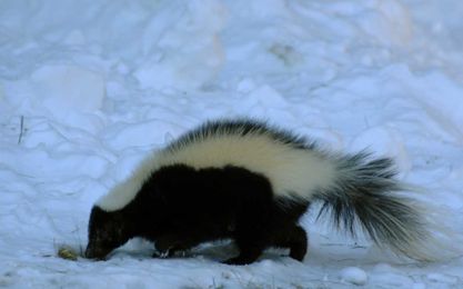 What to do about mammalian pests in your home and garden