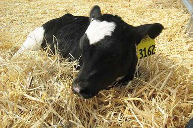 Learn more about dairy heifer growth & development