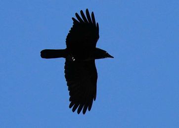 Crow Funerals and What We Can Learn From Them