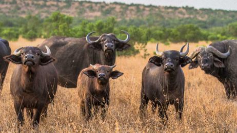 7 Examples of Animal Democracy