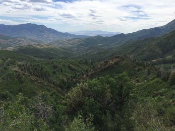 What makes trees strong just might work for people too.