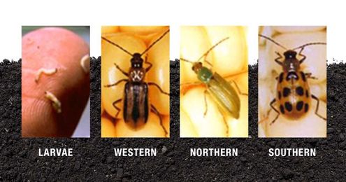 Management Tips to Prevent Corn Rootworm Damage