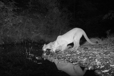 Researchers develop DNA approach to forecast ecosystem changes