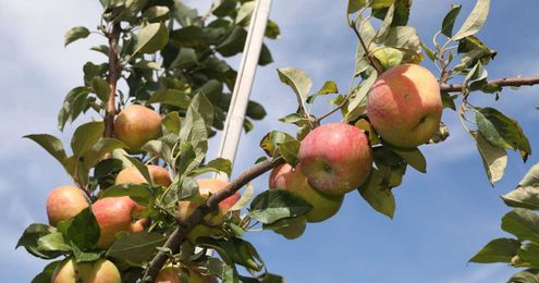 Fruit trees are a fun addition, but take the time to do it right