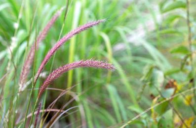 Growing and Using Ornamental Grasses in the Landscape