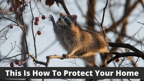 This Is How To Protect Your Home from Animal Infestation in Winter