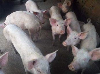 Why ‘wet fry’ pork may be causing epilepsy