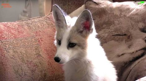 The pros and cons of pet foxes