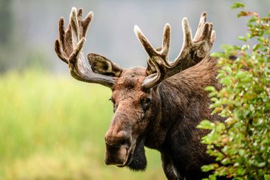 8 Marvelous Facts About Moose