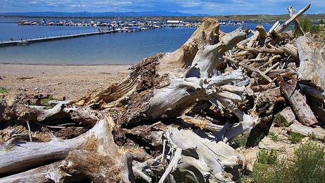 Wood collectors can help clean Lake Pueblo shores