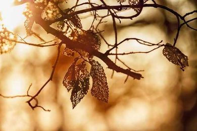 Everything you need to know about Dutch elm disease