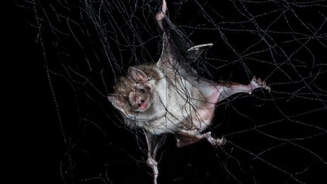 Socially Distancing When Ill Is Natural; Just Look at Vampire Bats