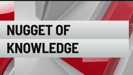 Nugget of Knowledge:  Turkey snoods and wattles