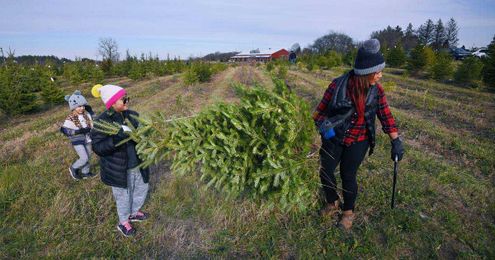 Where to cut your own Christmas tree in the suburbs