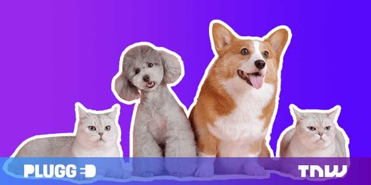 How do you build a pet-friendly gadget? We asked experts and animal owners